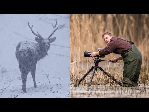 Wild Czechia – My Best Wildlife Encounters of 2018