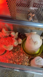 379 reactions · 5 comments | Hatching  some new chicks ✅✅ | Steve McBee | Facebook