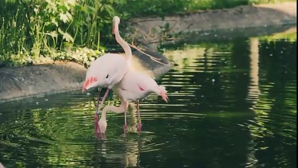 Brilliant Flamingos Showcasing Beauty in Stunning Natural Habitat