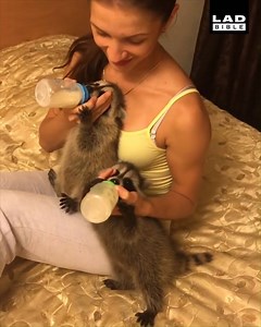 It's feeding time for these raccoon babies! 😍🦝 | LADbible