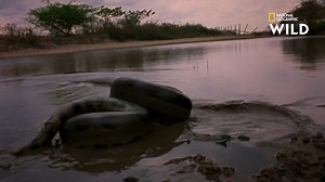 454K views · 10K reactions | L'Anaconda géant est le plus grand membre de la famille des boas : sa longueur peut dépasser celle d'une limousine. | Nat Geo Wild France | Facebook