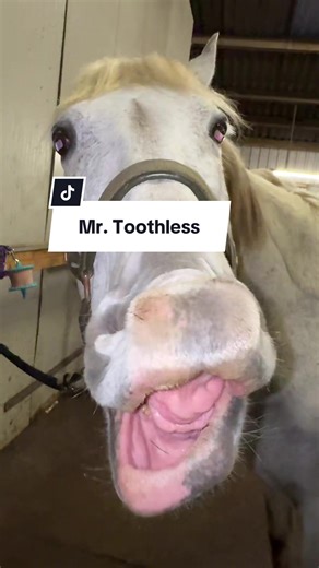 Mr Toothless 🥹 In 2024, Tico had a small hole in his gums during his dental checkup and cleaning. To be safe, the vet and I decided to go to the clinic and take X-rays to find out why the hole was there. His teeth looked great, so we thought there was nothing to worry about… or so we believed. The X-rays showed that he had a severe case of EOTRH. From what the vet could see, he must have been in pain for years. My heart broke, because he never gave me any reason to think he was hurting. Thankfu