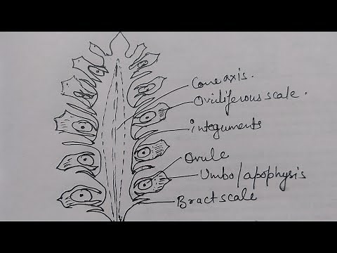 How to draw diagram of Female Cone of Pinus. Step wise