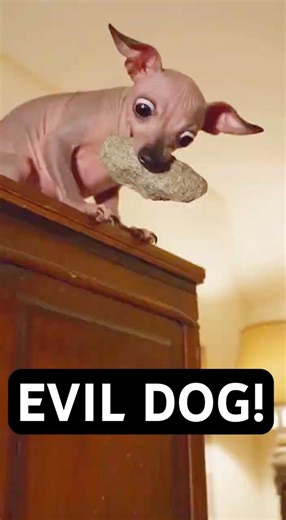 Bro is out for blood 😳😳 #funnydogs #viralshorts #comedy #fyp