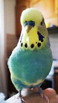 The swearing budgie