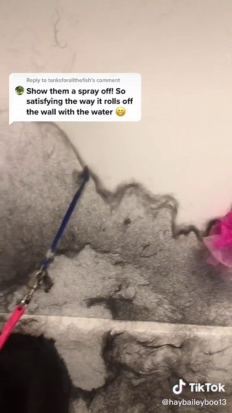 Expert Dog Grooming Tips for Labradoodle Owners