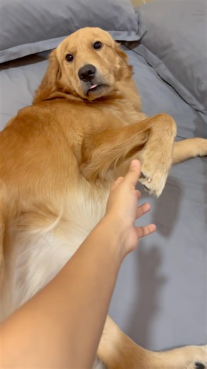 #trending #goldenretreivers #goldenretrivershorts #goldenretrieversrilanka #viral