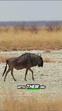 “The Wildebeest Migration: Nature’s Greatest Journey!”