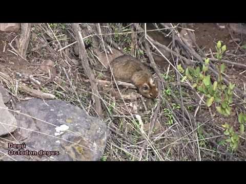 Degú (Octodon degus)