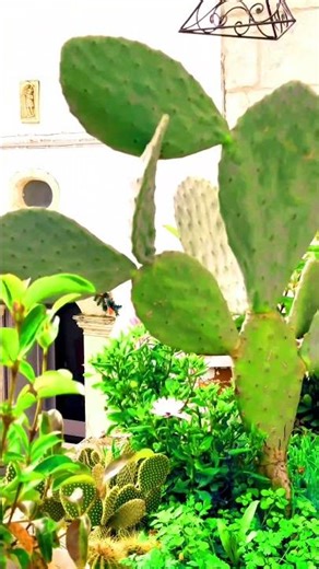 A MONTE SANT'ANGELO #011 -BLOBINE