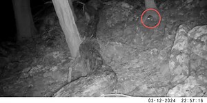 Elusive Allegheny Woodrat caught on Trail Cam