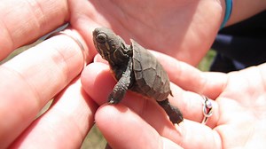 Look Down! Snapping Turtles, Turtle Hatchlings on the Move in Chicago
