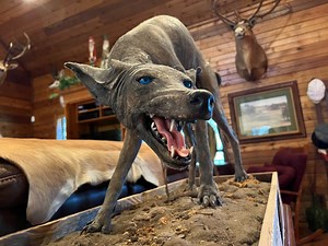 Are the strange creatures found around Cuero the legendary Chupacabra?