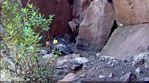 3.6K views · 185 reactions | Male condor #206 makes an impressive arrival on the scene to feed a meal of regurgitated carrion to his hungry, wing-begging chick. Observational studies of California Condors suggest that male and female parents feed their chicks with nearly equal frequency, and #206 and #513 seem up to the task so far! Check in LIVE at AllAboutBirds.org/Condors | Bird Cams | Facebook