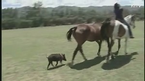 VIDEO: Feral pig thinks she's a horse