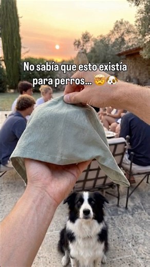No veas el primer comentario 😲🐶 #ansiedadcanina #perros #dogowner