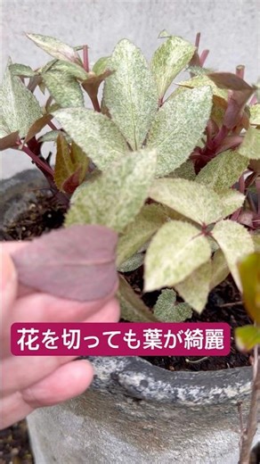 【ガーデニング】斑入りのクリスマスローズ 優秀です