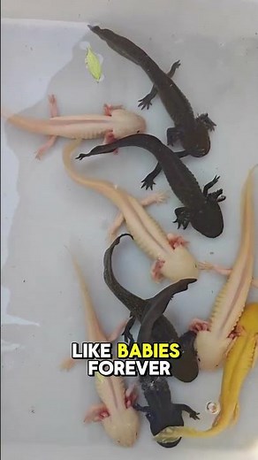 Frogs vs Axolotls: What’s the Real Difference? #animals #facts #funnyanimals