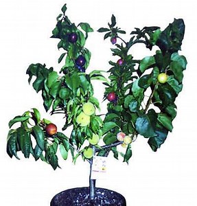 Fruit salad trees with six different fruit-bearing branches grafted on them