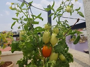 Roma tomatoes - How to grow and harvest tomatoes easily in a terrace garden? Fresh organic vegetable