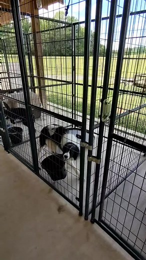 Twitt is so handy. #workingdog #bordercollie #hodgecattleco #herdingdog