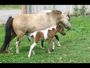 The Birth of Becca's 2013 Foal: A Miniature Horse is Born