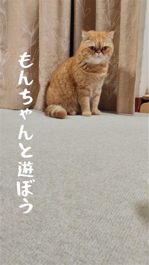 Cat gets bored while playing with a ball #ExoticShorthair #BrownTabbyCat #WhimsicalCat