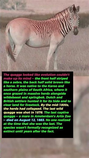 A Million Of Them Roamed The Plains. One Man Found The Last One.
