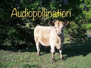 Audiopollination - January 9, 2026