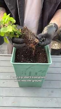 5 easy-to-grow edible plants that are great for beginners