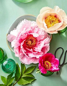 How to Keep Peonies Fresh Longer for Beautiful Bouquets