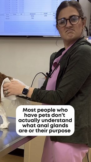 Anal glands are small glands located near the anus of dogs and cats that produce a fluid that helps with scent marking and communication. The glands produce this fluid within a small sacs of tissue called the anal sacs. When pets defecate, pressure is applied to the glands/sacs, causing a small amount of the fluid to be released along with the feces. In some cases, these glands can become impacted or infected, leading to discomfort. If your pet is scooting, licking excessively, or showing signs