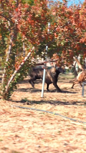 2.5K views · 34 reactions | Gang Team 喝⛓️ Which color do you like...