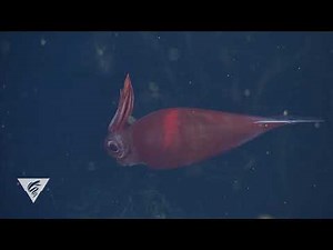 Glass squid changes color in front of our eyes