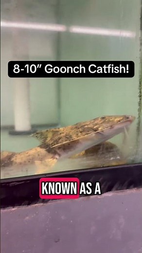 This Is A MAN EATING CATFISH!