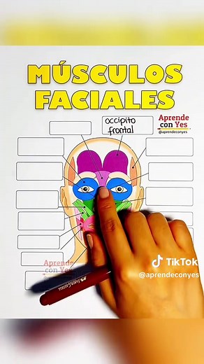 Músculos Faciales: Anatomía y Ejercicios