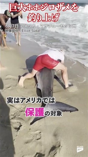 【決死の瞬間】釣り上げたのは巨大ザメ！体長約3m 素手で釣り針を外す？ベテラン漁師の危険なミッション