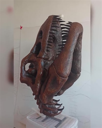 5 FT Long Tyrannosaurus Rex Skull Fossil Replica • Large Wall-mounted T-rex Head With Neck for Sale • Museum Quality Dinosaur Skeleton Decor - Etsy