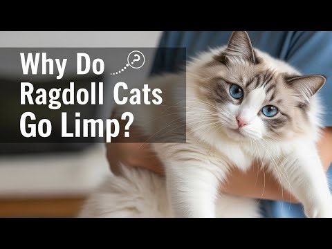 💙 Why Do Ragdoll Cats Go Limp?🐾