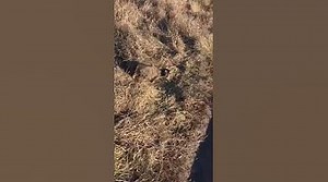 Is It OK For Cats to Catch Mice?