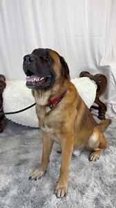 🐾 Bear – The Gentle Giant Looking for His Forever Home Arizona Mastiff Rescue | azmastiffrescue.com #AZMastiffRescue #RescueOneUntilTheyreNone #AdoptDontShop #GiantBreedRescue #MastiffLove Meet Bear, our incredibly sweet 1–2-year-old Mastiff boy who survived more than any dog should. Bear was abandoned out in Maricopa and left to fend for himself. Scared and defensive at first, this gentle soul was rescued by a kind Good Samaritan who quickly realized he was all heart. Once safe, Bear showed th