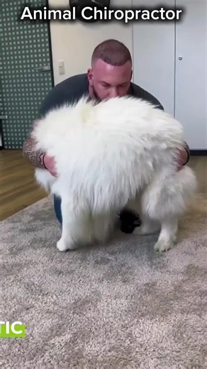 Animal Chiropractor #chiropractic #animal #animalchiropractic #chiropractor #dog