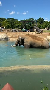 173K views · 7.4K reactions | Sabu took his first dip in the new giant pool in Elephant Trek. He's been exploring the new outdoor yard since returning from his stay at the Columbus Zoo. The next step is introducing him to the 4 new elephants - SheRa, Anak, Sanjay and Kabir. Elephant Trek is slated to open to the public in early fall. | Cincinnati Zoo & Botanical Garden | Facebook