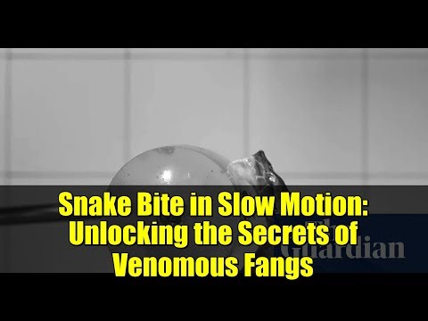 Snake Bite in Slow Motion: Unlocking the Secrets of Venomous Fangs