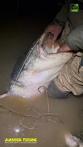 24K views · 8K reactions | Catfish regularly eat invasive species that no other species can control. The proof  @vagnerfishing @charly.dally @jurassikfishing #fishing #invasion #species #reels #catfish #monster #nature #wild #predator #food | Charly Dally | Facebook