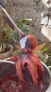 2.5M views · 10K reactions | Giant Octopos Spicy Adobo | Kabrader VLOGS | Facebook