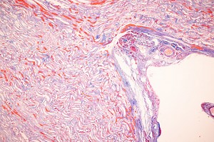 Histological Pancreas human, Liver human, Vermiform appendix human...