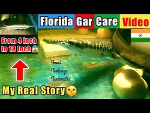 FLORIDA GAR CARE IN INDIA | Price, Tanksize, Best Food Longnose Gar Growth Rate Monster Fish India