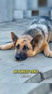 cachorro #casosmisteriosos #misterio #historia #casosreais #animal #animals