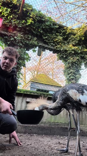 Crowned Crane Update: Growing and Training Progress